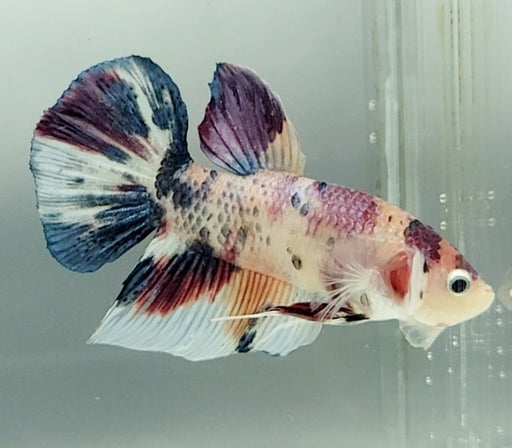 Giant Galaxy Koi Betta Fish Male GB-1558