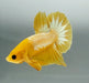 Yellow Fancy Male Betta Fish YF-1361