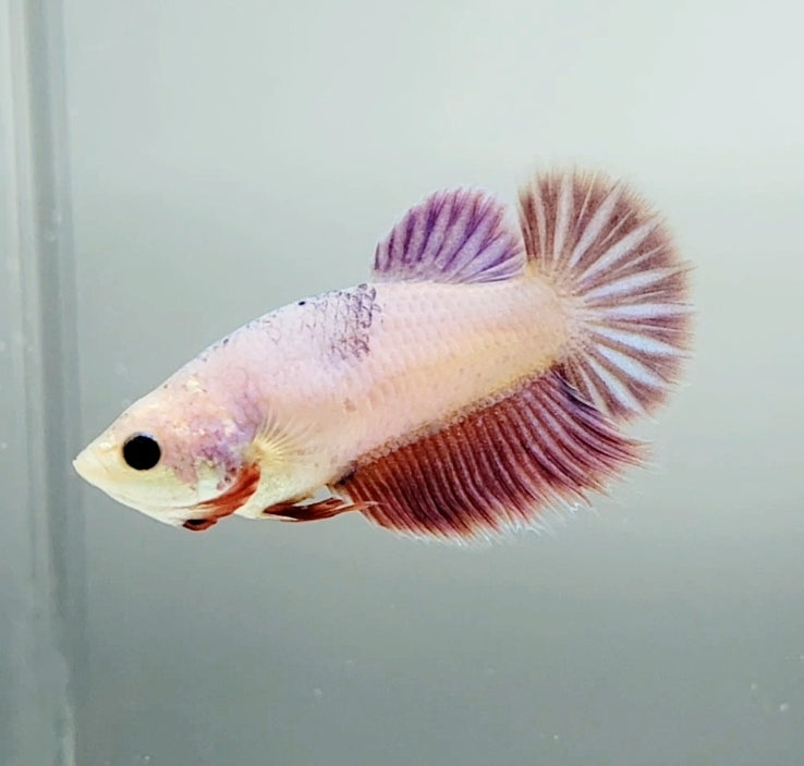 Pink Halfmoon Feathertail Female Betta Fish HM-1375 — JV Betta