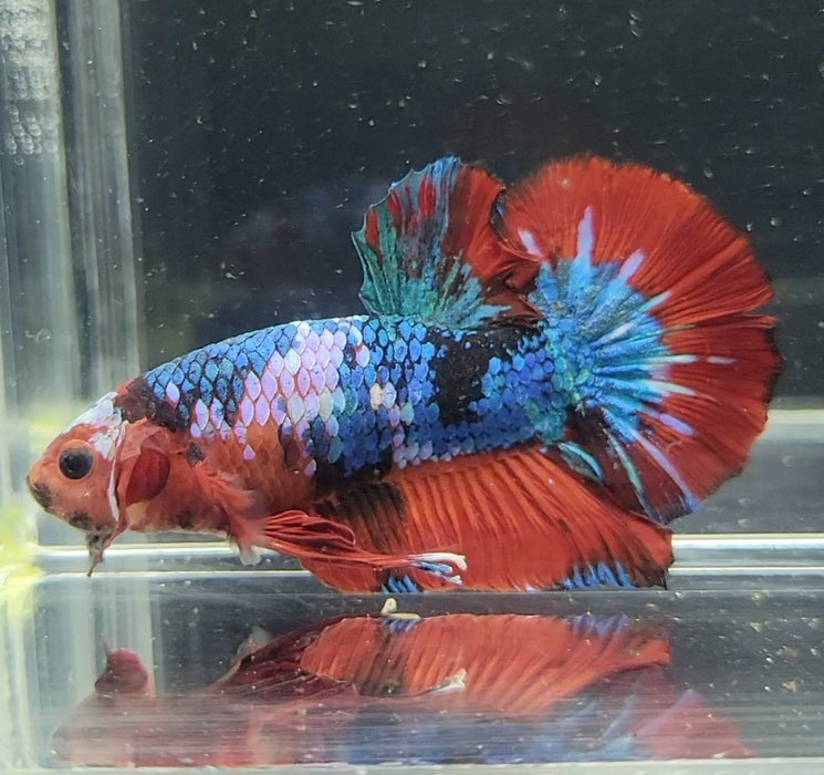 Galaxy Koi Betta Fish Male GK-1612