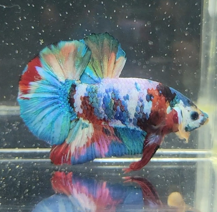 Galaxy Koi Betta Fish Male GK-1623