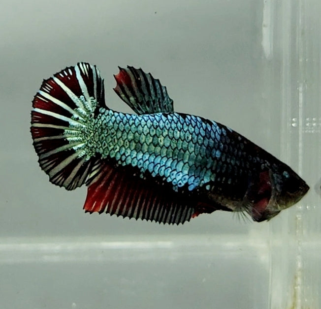 Copper Red Female Betta Fish CR-1249