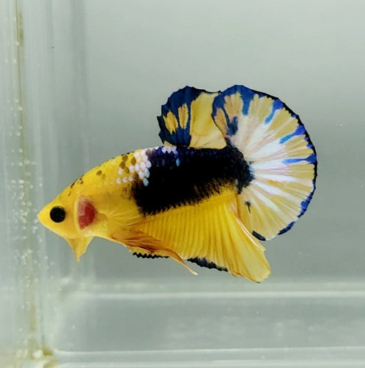Yellow Fancy Male Betta Fish YF-1338