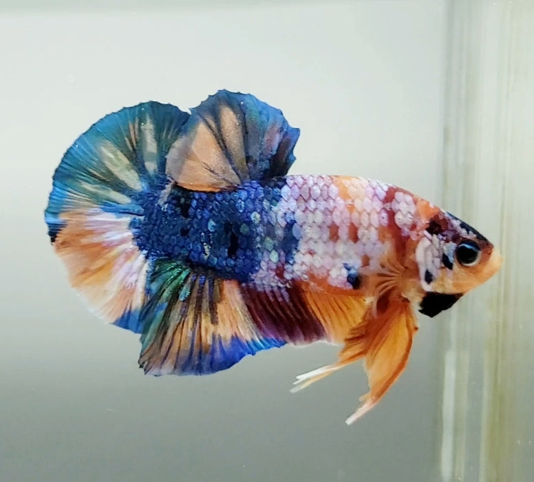 Galaxy Koi Male Betta Fish GK-1396