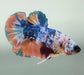 Galaxy Koi Male Betta Fish GK-1582