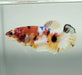 Galaxy Koi Betta Fish Female GK-1530