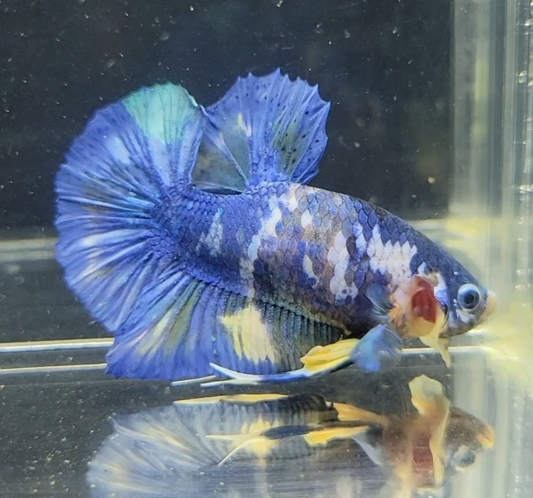 Galaxy Koi Betta Fish Male GK-1631