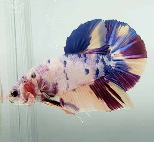 Giant Galaxy Koi Betta Fish Male GB-1549