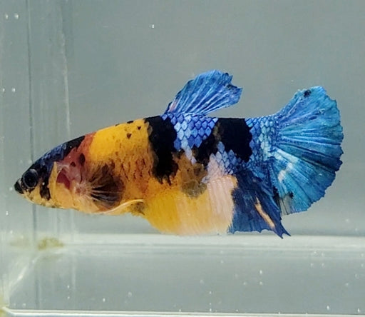 Galaxy Koi Female Betta Fish GK-1590