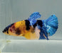 Galaxy Koi Female Betta Fish GK-1590