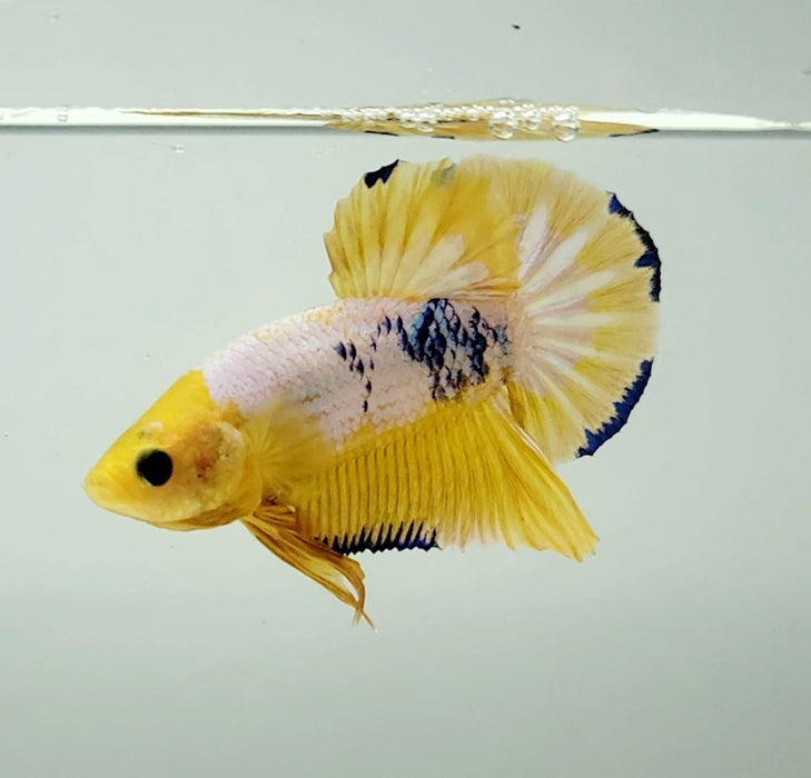Yellow Fancy Male Betta Fish YF-1334