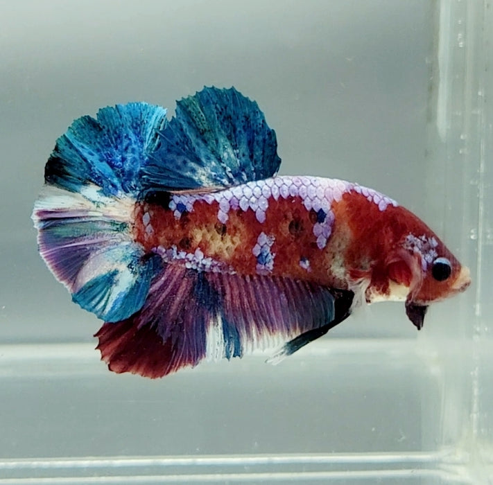 Galaxy Koi Betta Fish Male GK-1492