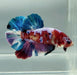 Galaxy Koi Betta Fish Male GK-1492