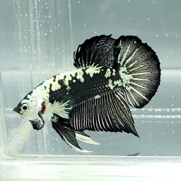 Black Mamba Betta Fish Male  BM-1506