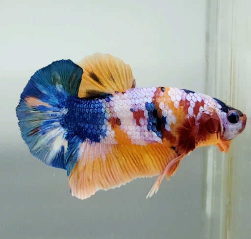 Galaxy Koi Male Betta Fish GK-1398