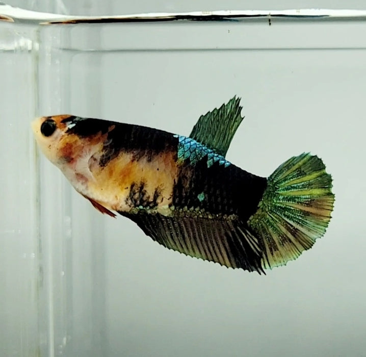 Black Copper Koi Female Betta Fish BC-1248