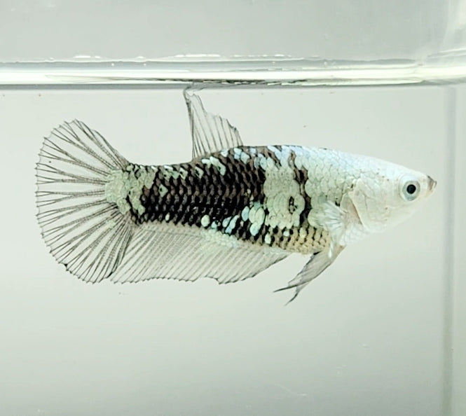 Black Mamba Betta Fish Female BM-1597