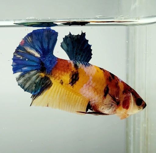 Galaxy Koi Female Betta Fish GK-1428