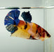 Galaxy Koi Female Betta Fish GK-1428