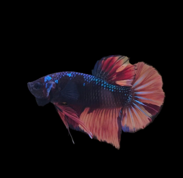 Giant Galaxy Koi Betta Fish Male GK-1749