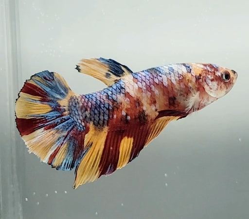 Giant Galaxy Koi Betta Fish Male GB-1542