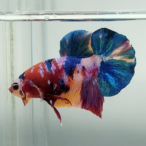 Galaxy Koi Betta Fish Male GK-1535