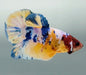 Galaxy Koi Male Betta Fish GK-1574