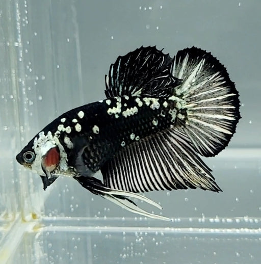 Black Mamba Betta Fish Male  BM-1509