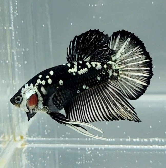 Black Mamba Betta Fish Male  BM-1509