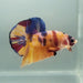 Galaxy Koi Male Betta Fish GK-1316