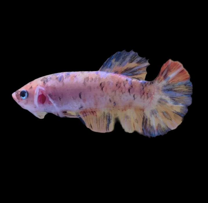 Giant Galaxy Koi Betta Fish Female GK-1756