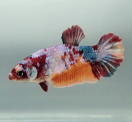 Galaxy Koi Betta Fish Female GK-1532