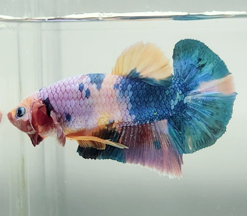 Galaxy Koi Male Betta Fish GK-1586