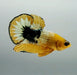 Yellow Fancy Male Betta Fish YF-1369