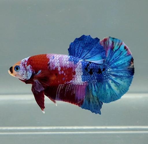 Galaxy Koi Betta Fish Male GK-1490