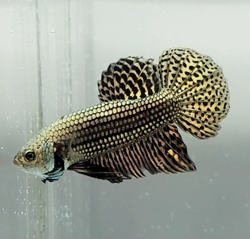Copper Alien Betta Fish CA-1472