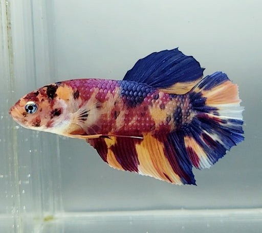Giant Galaxy Koi Betta Fish Male GB-1550