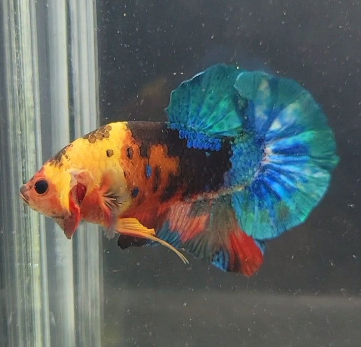 Galaxy Koi Betta Fish Male GK-1615