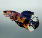 Giant Galaxy Koi Betta Fish Male GB-1554