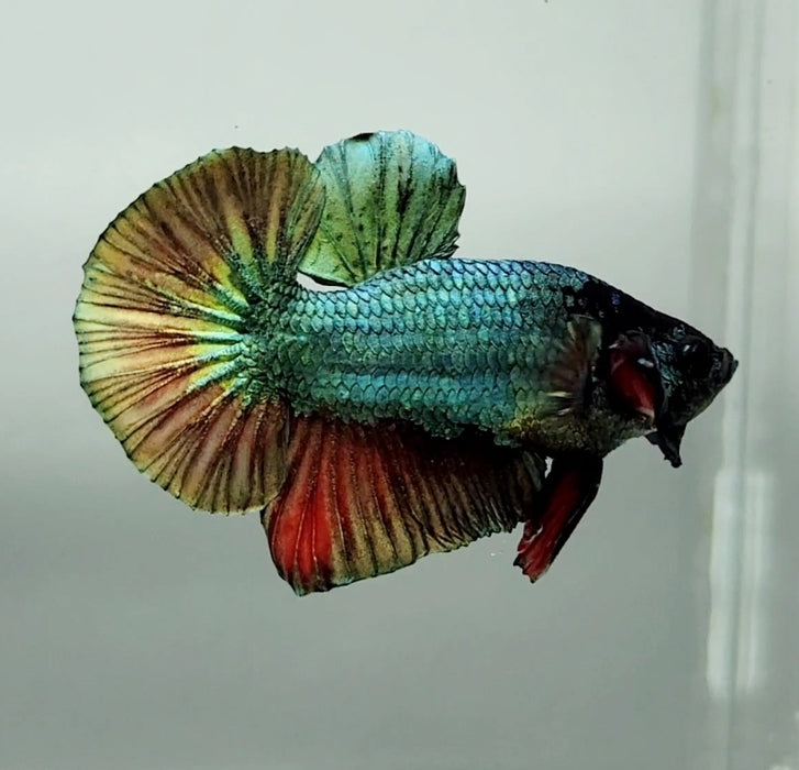 Copper Red Hmpk Male Betta Fish CR-1246