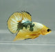Yellow Fancy Male Betta Fish YF-1330