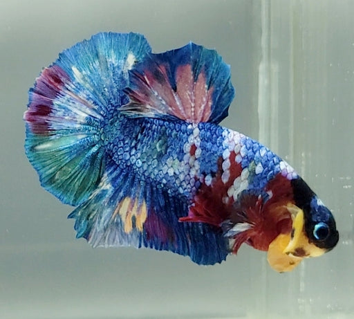 Galaxy Koi Male Betta Fish GK-1569