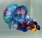 Galaxy Koi Male Betta Fish GK-1569