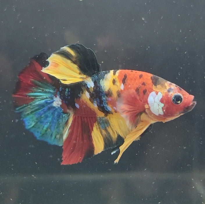 Galaxy Koi Betta Fish Male GK-1633