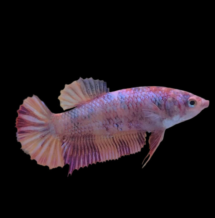 Giant Galaxy Koi Betta Fish Female GK-1754