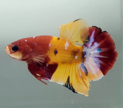 Galaxy Koi Male Betta Fish GK-1588