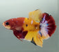 Galaxy Koi Male Betta Fish GK-1588