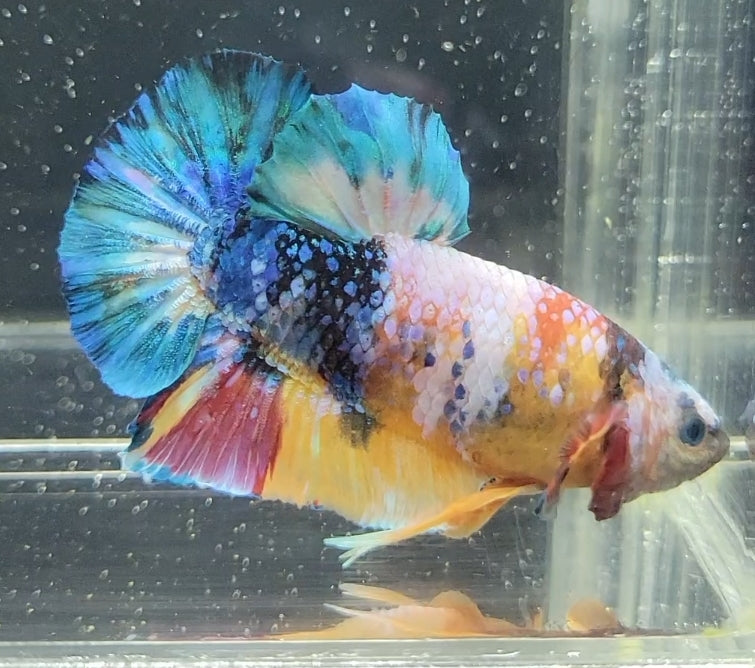 Galaxy Koi Betta Fish Male GK-1624