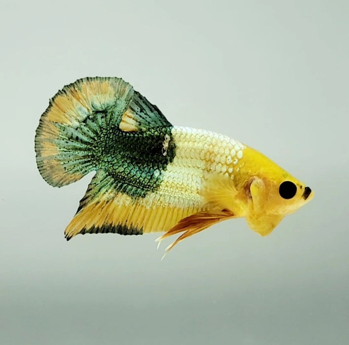 Yellow Fancy Male Betta Fish YF-1333
