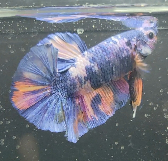 Galaxy Koi Betta Fish Male GK-1626